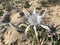 Blooming Pancratium marine Latin - Pancratium maritimum