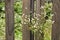 Blooming panicle aster at the fence