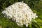 Blooming panicled hydrangea