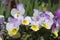 Blooming pansies flowers in the garden