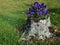 Blooming pansies on the tree stump