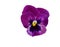 Blooming of pansy flower in autumn gardening