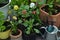 Blooming pansy flowers in pots with watering can and working tools