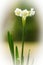 Blooming Paperwhite Narcissus Flower