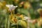 Blooming Paphiopedilum gratrixianum, Lady's Slipper Orchid Flower on Blurred Greenery Natural Background