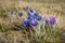 Blooming Pasque Flower on meadow