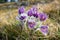 Blooming Pasque Flower on meadow