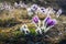 Blooming Pasque Flowers on meadow