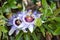 Blooming passiflora flowers