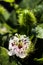 Blooming Passiflora foetida flower or Bush passion fruit delicate closeup of inflorescence.