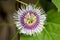 Blooming passion fruit flower