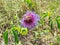 Blooming Passion Fruit Flower, seen in the wild in Chapada Diamantina National Park, Brazil