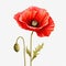 Blooming Passion Red Poppy on White