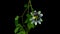 Blooming passionflower flower buds ALPHA matte, Full HD. Passiflora caerulea Time Lapse