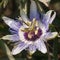 Blooming passionflower macro