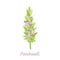 Blooming patchouli plant isolated on white background. Vector illustration