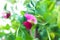 Blooming pea Pisum bush with pink flowers