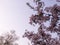 Blooming peach blossoms in Xixi National Wetland Park in Hangzhou,China