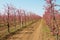 Blooming peach garden. Industrial plantings. Perspective image.