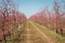 Blooming peach garden. Industrial plantings. Perspective image. I