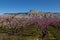 Blooming peach orchards in Palisade Colorado in Spring