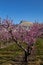 Blooming peach orchards in Palisade Colorado in Spring