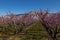 Blooming peach orchards in Palisade Colorado in Spring