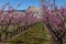 Blooming peach orchards in Palisade Colorado in Spring