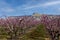 Blooming peach orchards in Palisade Colorado in Spring