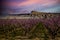 Blooming peach orchards in Palisade Colorado in Spring