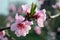 Blooming peach pink flowers at the end of a branch close up