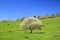 Blooming Pear Tree