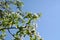 Blooming pear tree. Branches with beautiful flowers against clear blue sky.