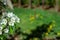 Blooming pear tree. Close up of white flowers on a pear tree