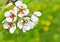 Blooming pear tree in garden