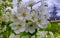 Blooming pear tree in the month of May