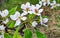 Blooming pear tree in the month of May