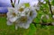 Blooming pear tree in the month of May