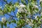 Blooming pear tree with white beautiful flowers. Pyrus communis