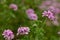 Blooming Pelargonium Fair Ellen