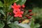 Blooming Pentas flowers apple nature landscape