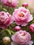 Blooming peonies flowers in macro focus