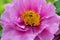 Blooming peony in close