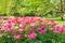 Blooming peony flowers in park garden