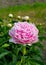 Blooming peony in the garden