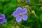 Blooming perennial blue flowers of Geranium hybride Rozanne close-up