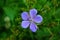 Blooming perennial blue flowers of Geranium hybride Rozanne close-up