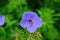 Blooming perennial blue flowers of Geranium hybride Rozanne close-up