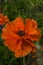 Blooming perennial poppy in the summer garden