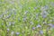 Blooming periwinkle in the meadow